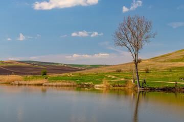Fototapeta premium Photography of a lake with reed and bullrush in country side. Photo taken at noon time. View of a pond with natural vegetation. Landscape photography of a pond with reed and blue sky