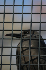 Obraz premium Vogel hinter Gittern