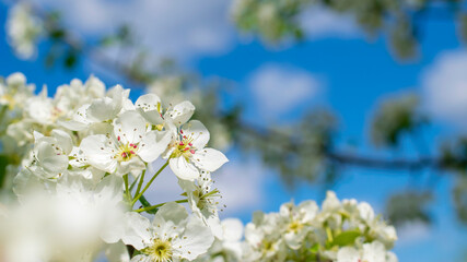 Branches of blossoming apple tree macro with soft focus on gentle light blue sky background in sunlight