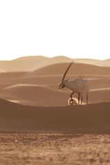 Arabian Oryx in the desert of Dubai- UAE,,, taken at the golden hour