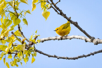 Small yellow warbler about to take flight on an early spring morning