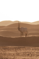 Fototapeta na wymiar Arabian Oryx in the desert of Dubai- UAE,,, taken at the golden hour