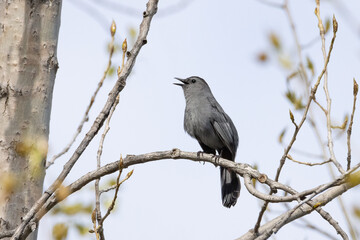 Small gray catbird singing while perched on a branch during a cloudy sky spring morning