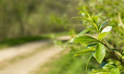 Spring background. Beautiful green leaves on blurred background, space for text. Spring season. road in the background