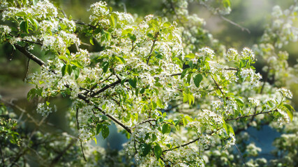 natural background in light green tones with place for text close up macro spring flowering Prunus insititia