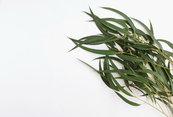 eucalyptus leaves on a white background.  top view. minimal floral card.poster 