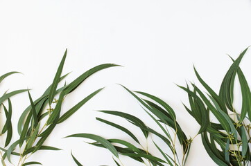 eucalyptus leaves frame on a white background.  top view. minimal floral card.poster 