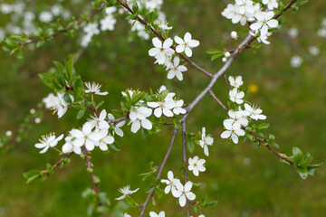 Selective focus, blossoming tree branch with white flowers against blurred grass background. Concept of spring blossom, nature, park or home garden