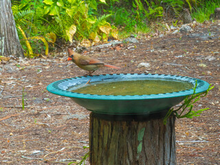 Female Cardinal sitting on a bird bath