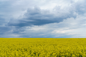 Blühendes Rapsfeld vor Wolkenkulisse
