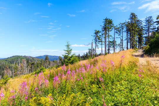 Colorful summer flowers on green meadow near trail to Turbacz peak, Gorce National Park, Poland