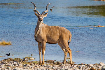 Cute antelope in Namibias desert