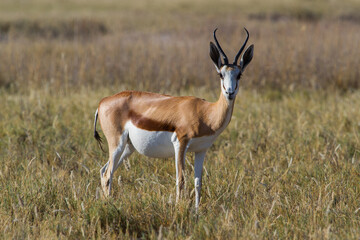 Naklejka na ściany i meble Cute antelope in Namibias desert