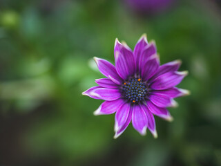 Fototapeta premium Spring 2021