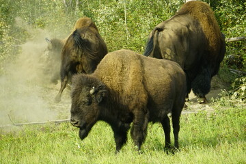 American Bison commonly known as a buffalo in North America