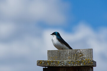 A Tree Swallow Standing Guard over a Birdhouse