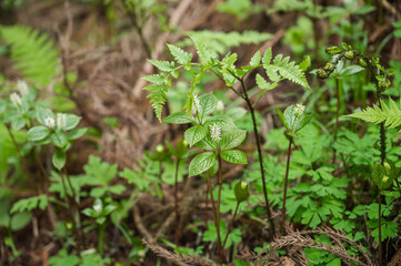 山のヒトリシズカの花