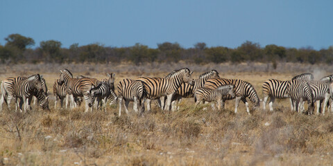 Fototapeta na wymiar Beautiful zebra animal in the african savannah