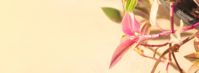 Image of tradescantia tricolor pink plant with copy space on left side. Sunny background with pink indoor plant. Pastel colors copy space background.