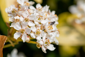 Macro shot of Mexican orange blossom (choisyna ternata) flowers in bloom