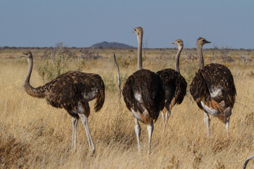 Flock of ostrich sitting in the meadow