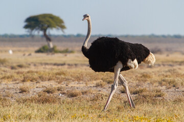 Solo ostrich walking in the scenic african savannah in Namibia