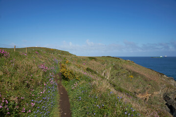 Fototapeta na wymiar Spring flowers on the coast of Pembrokeshire in Wales, United Kingdom.