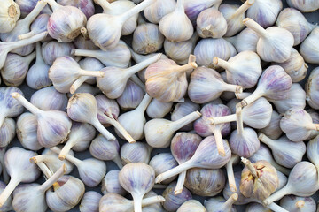 Pile of garlic view from the top. Close up of of white garlic heads. Bunch of garlic heads, background, garlic crop. Agriculture background