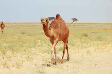 camel in a farm - desert animal
