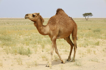 camel in a farm - desert animal
