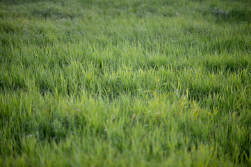 Green field  natural  background