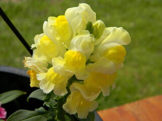 yellow flowers