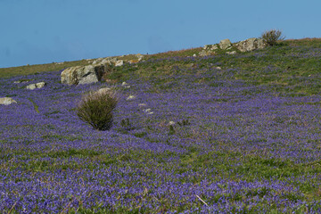 Carpet of bluebells (Hyacinthoides non-scripta) in spring on Skomer Island off the coast of Pembrokeshire in Wales, United Kingdom