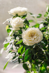 Beautiful miniature white Rose with flowers blooming and green leaves. House plant with drops of water. Selective focus, vertical.