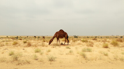 camel in a farm - desert animal
