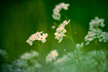 Wild Flowers or Weeds, it all depends on your Point of View.  Ground-up view of weeds in our yard here in the small town of Windsor in Broome County in Upstate NY.  Absract, moving in Wind.