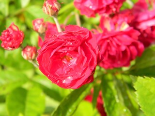 Obraz premium Red Roses