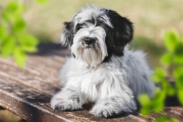 Puppy Dog Portrait. Portrait of a young male Tibetan terrier  puppy lying obediently outdoors. Selective focus, copy space - obrazy, fototapety, plakaty
