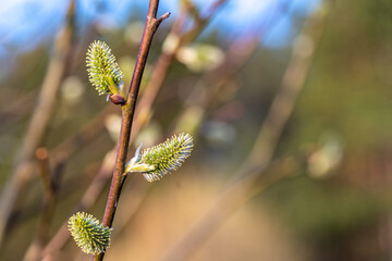 Springtime background with new spring growth on willow.