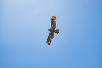 Osprey fly over a lake while hunting for fish, with fish in talons