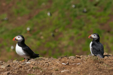 Fototapeta premium Two Atlantic puffin (Fratercula arctica) in spring on Skomer Island off the coast of Pembrokeshire in Wales, United Kingdom