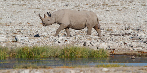 Obraz premium Solo rhino in africas savannah