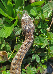 Detailed view of the upper part of the head and scales of the Seoane viper (Vipera seoanei) a...