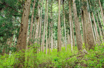 新緑の杉林
