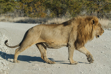 Obraz na płótnie Canvas Mighty lion crossing a street in Namibias desert