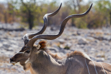 Antilope koudou aux cornes percées en Namibie