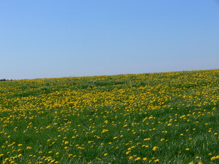 Löwenzahnfeld vor blauen Himmel. Es ist Sommer