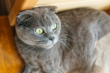 Young cute cat is resting on the wooden floor. British short-haired kitten with blue gray fur
