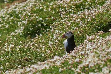 Atlantic puffin (Fratercula arctica) nesting amongst spring flowers on Skomer Island off the coast of Pembrokeshire in Wales, United Kingdom