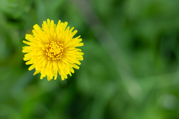yellow dandelion flower
